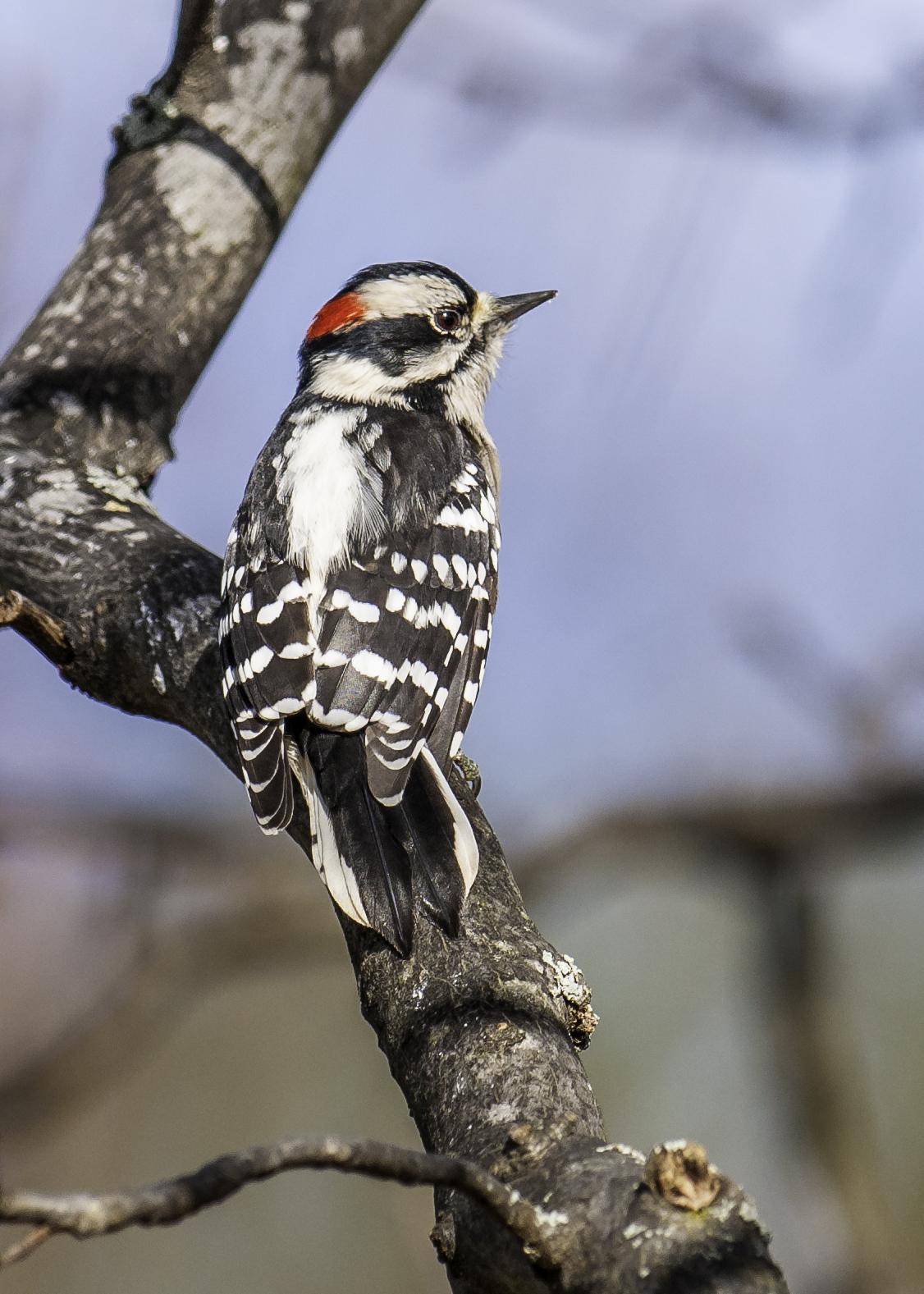 Downy Woodpecker Photo by Mason Rose