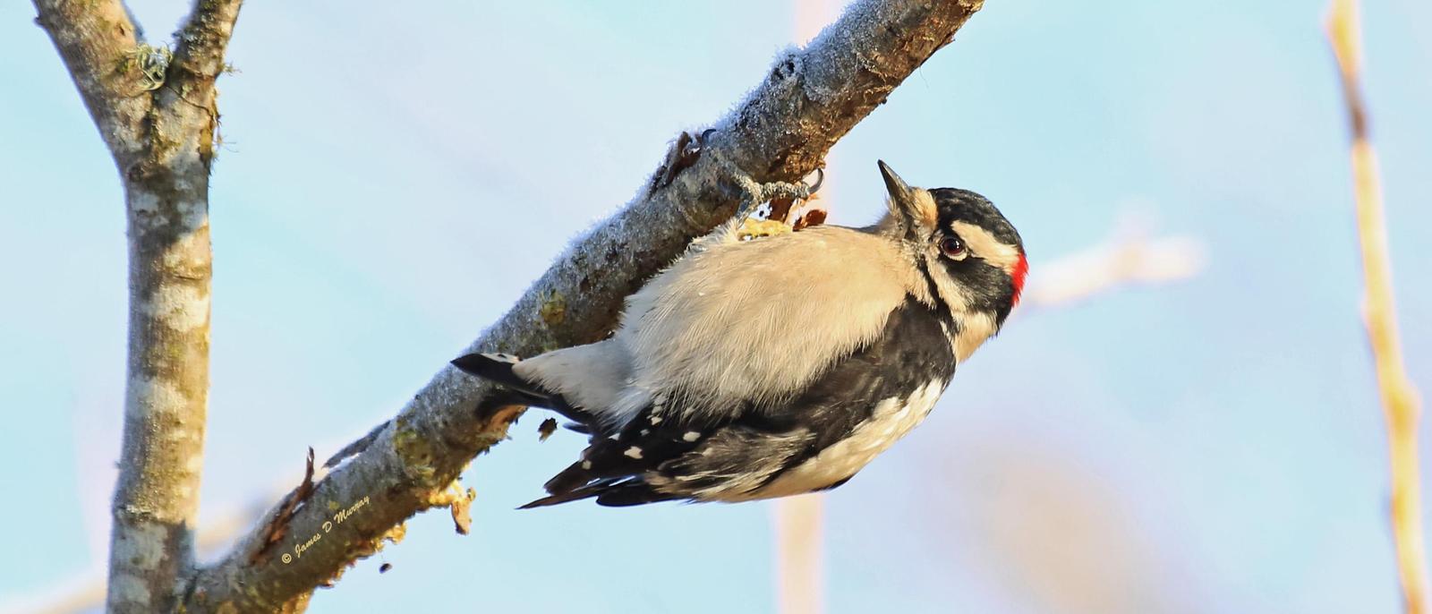Downy Woodpecker Photo by Jim  Murray