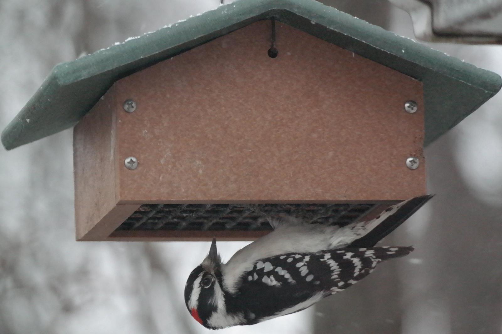 Downy Woodpecker Photo by David Blanchette