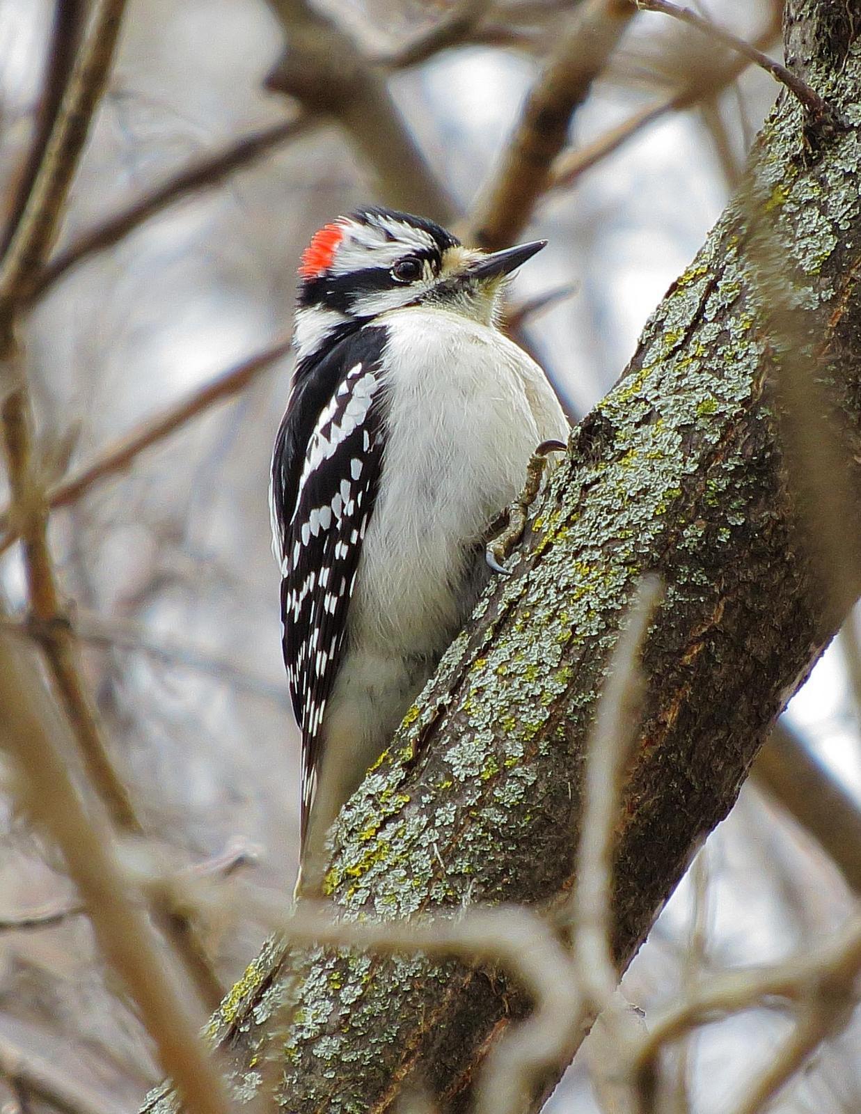 Downy Woodpecker Photo by Kent Jensen