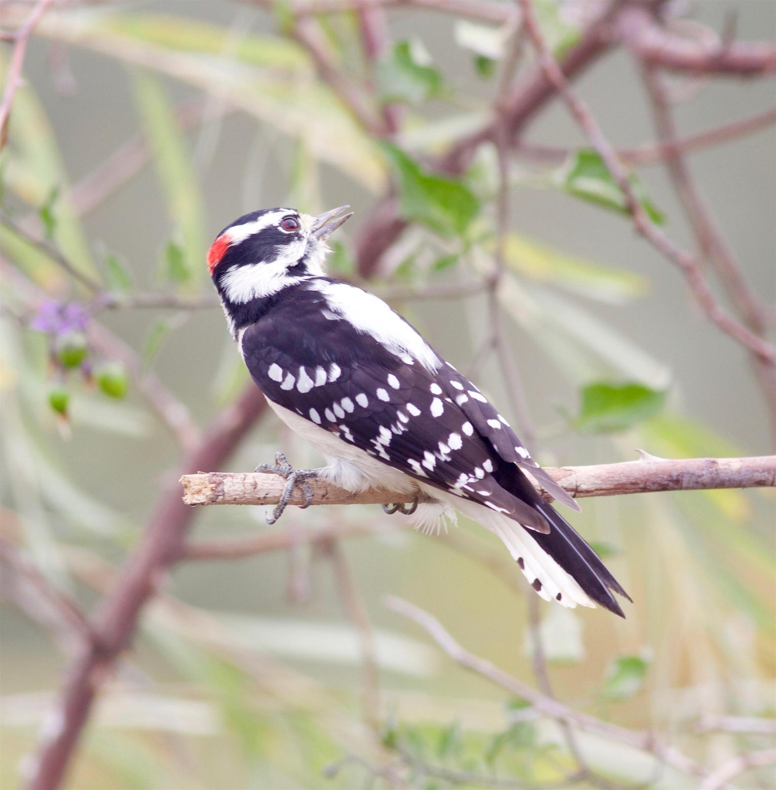 Downy Woodpecker Photo by Kathryn Keith