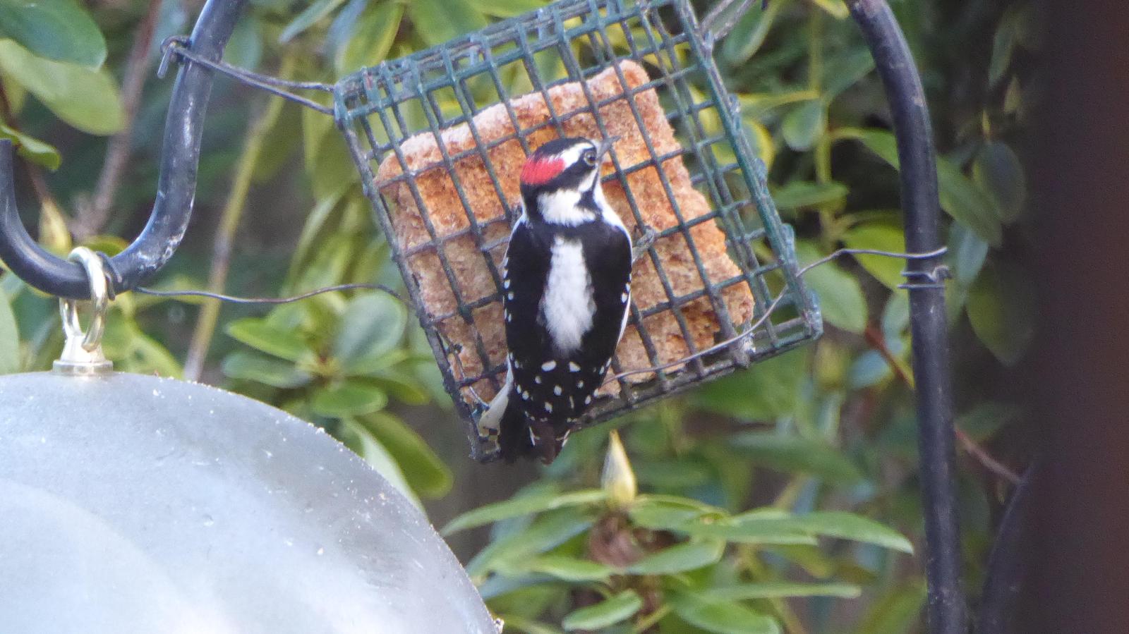 Downy Woodpecker Photo by Daliel Leite