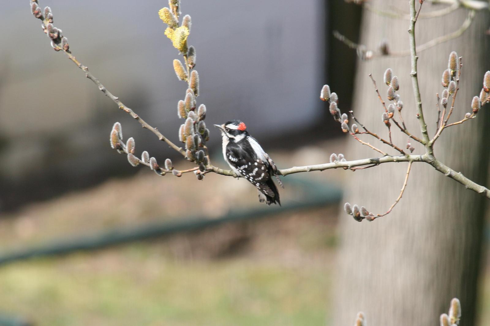 Downy Woodpecker Photo by Roseanne CALECA