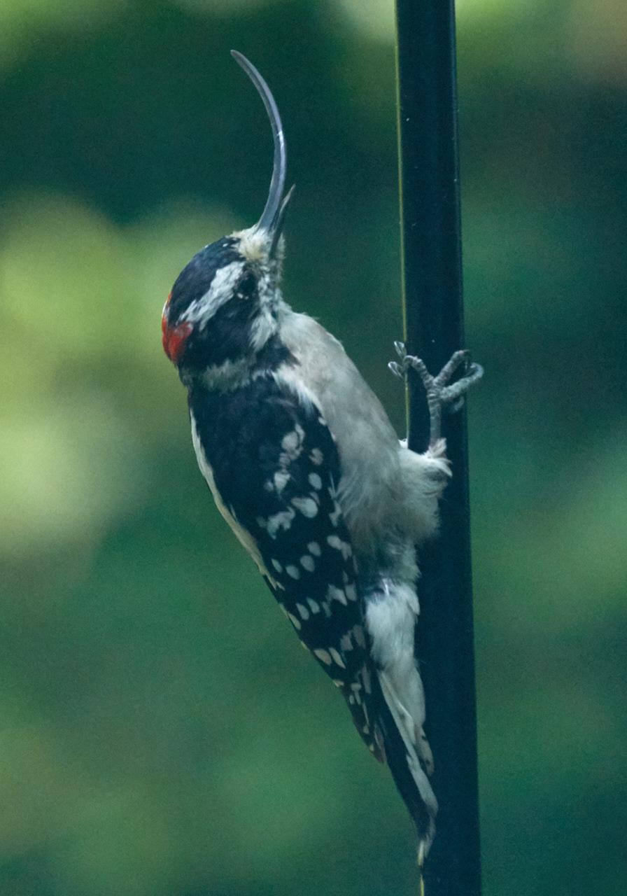 Downy Woodpecker Photo by Eric Eisenstadt