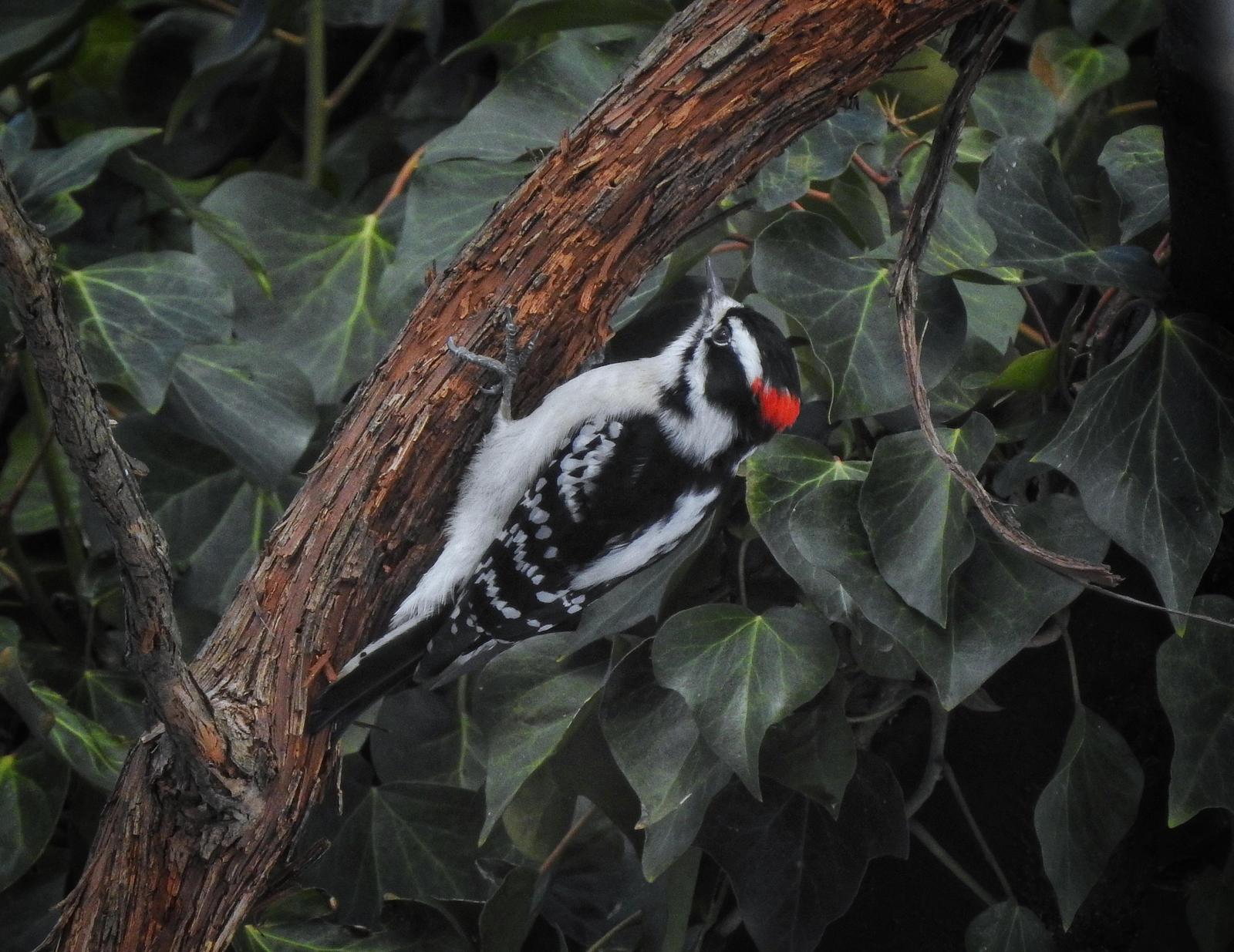 Downy Woodpecker Photo by Steven Kleiman