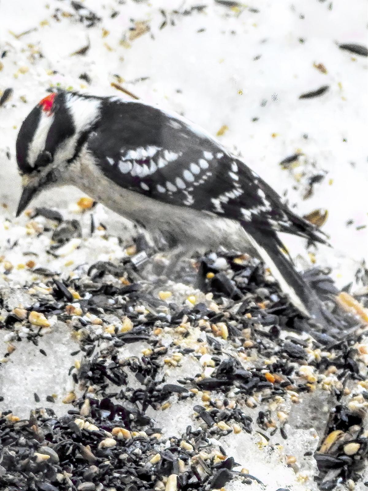 Downy Woodpecker Photo by Dan Tallman