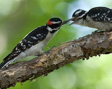 Downy Woodpecker Photo by Pete Myers