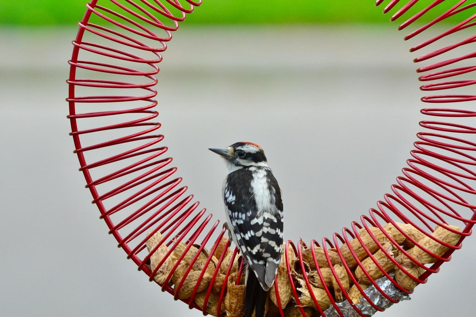 Downy Woodpecker Photo by Linda Cote