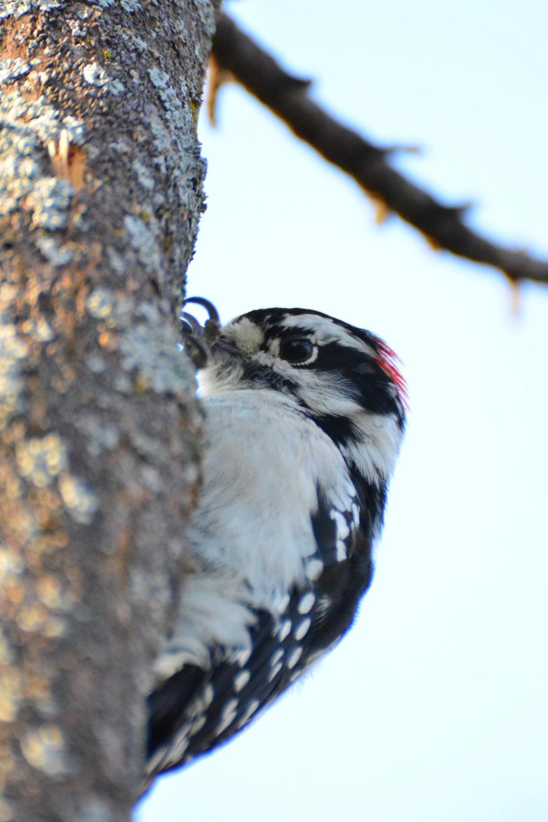 Downy Woodpecker Photo by Linda Cote