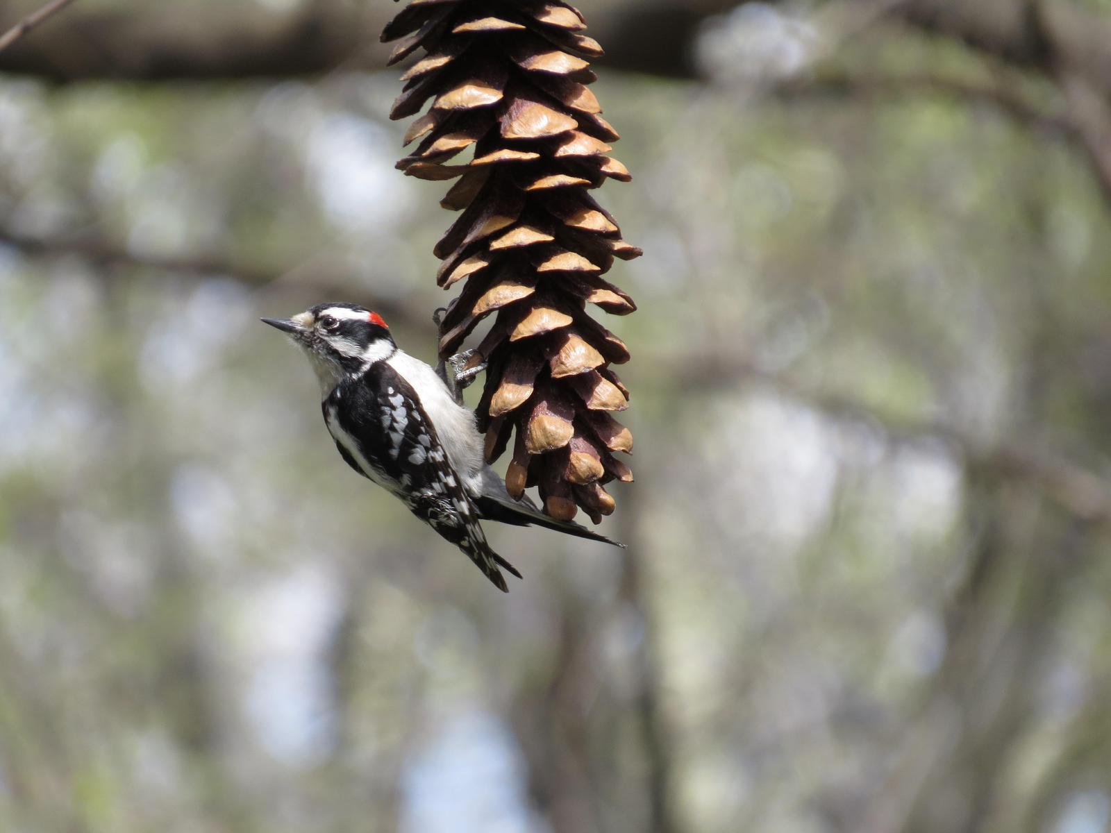Downy Woodpecker Photo by Anna Chan