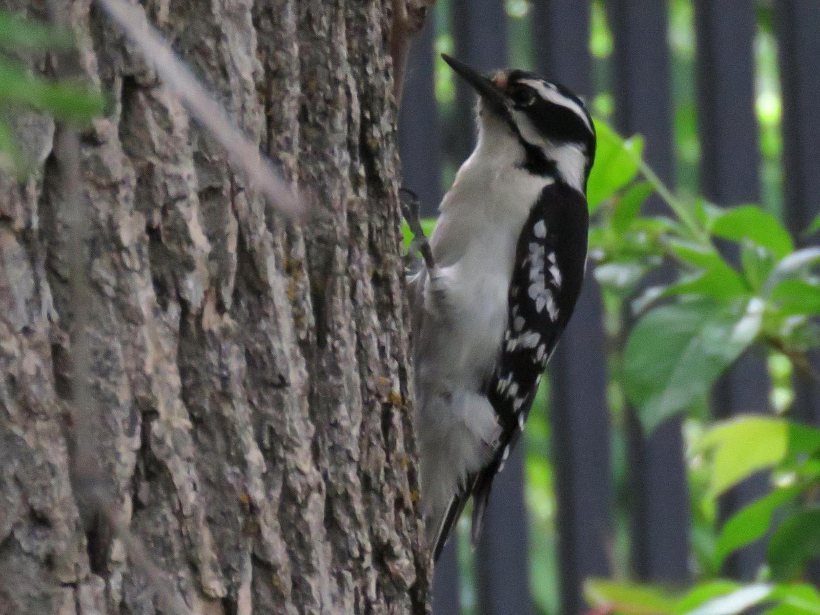 Downy Woodpecker Photo by Kent Jensen
