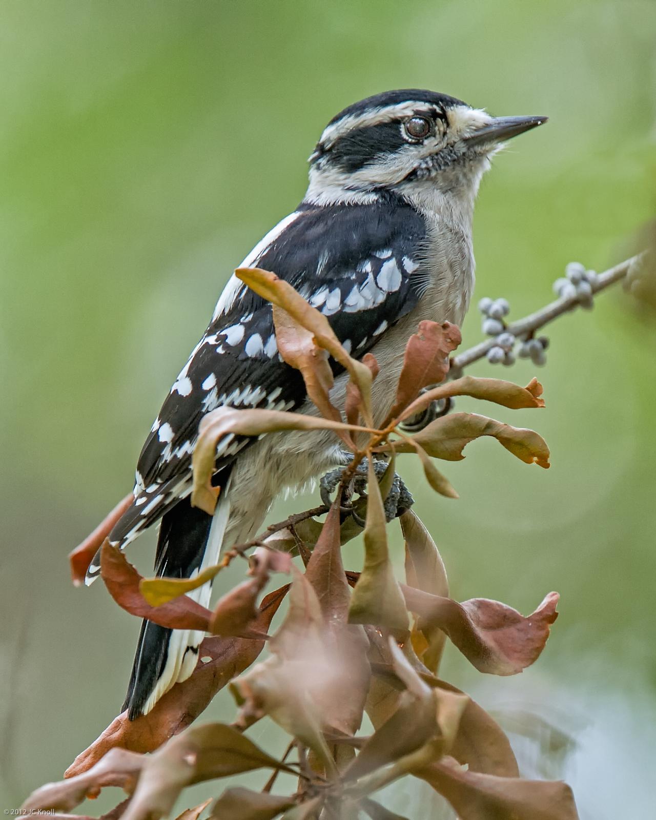 Downy Woodpecker Photo by JC Knoll