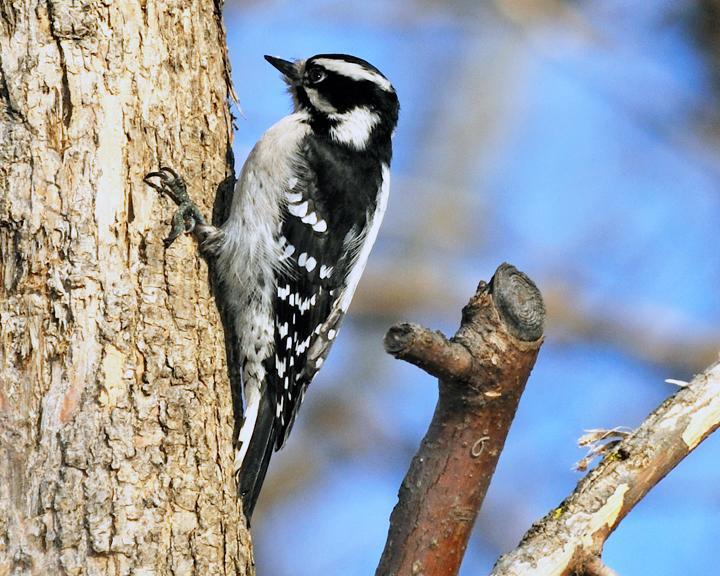 Downy Woodpecker Photo by Jean-Pierre LaBrèche