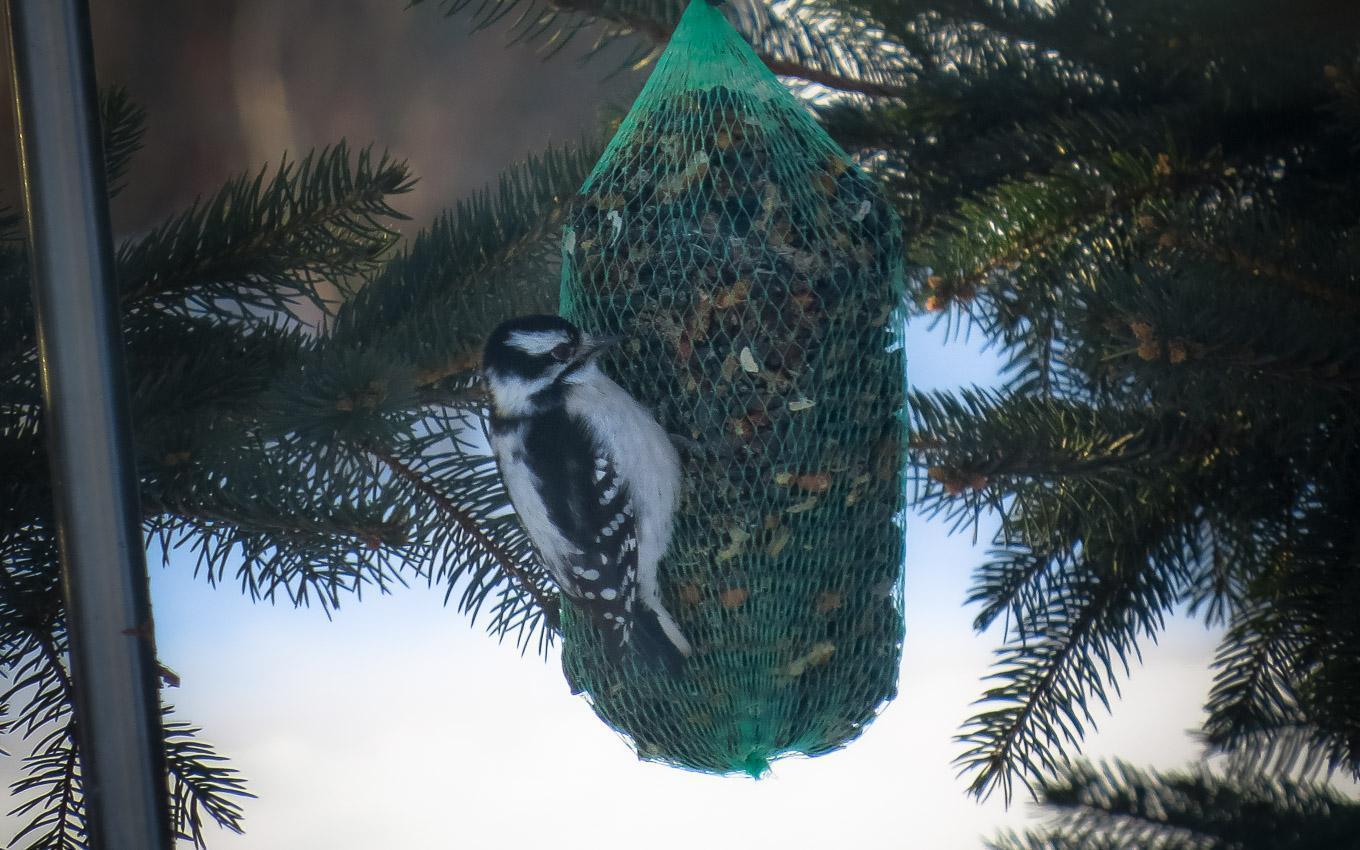 Downy Woodpecker Photo by Angelo  Iacona 