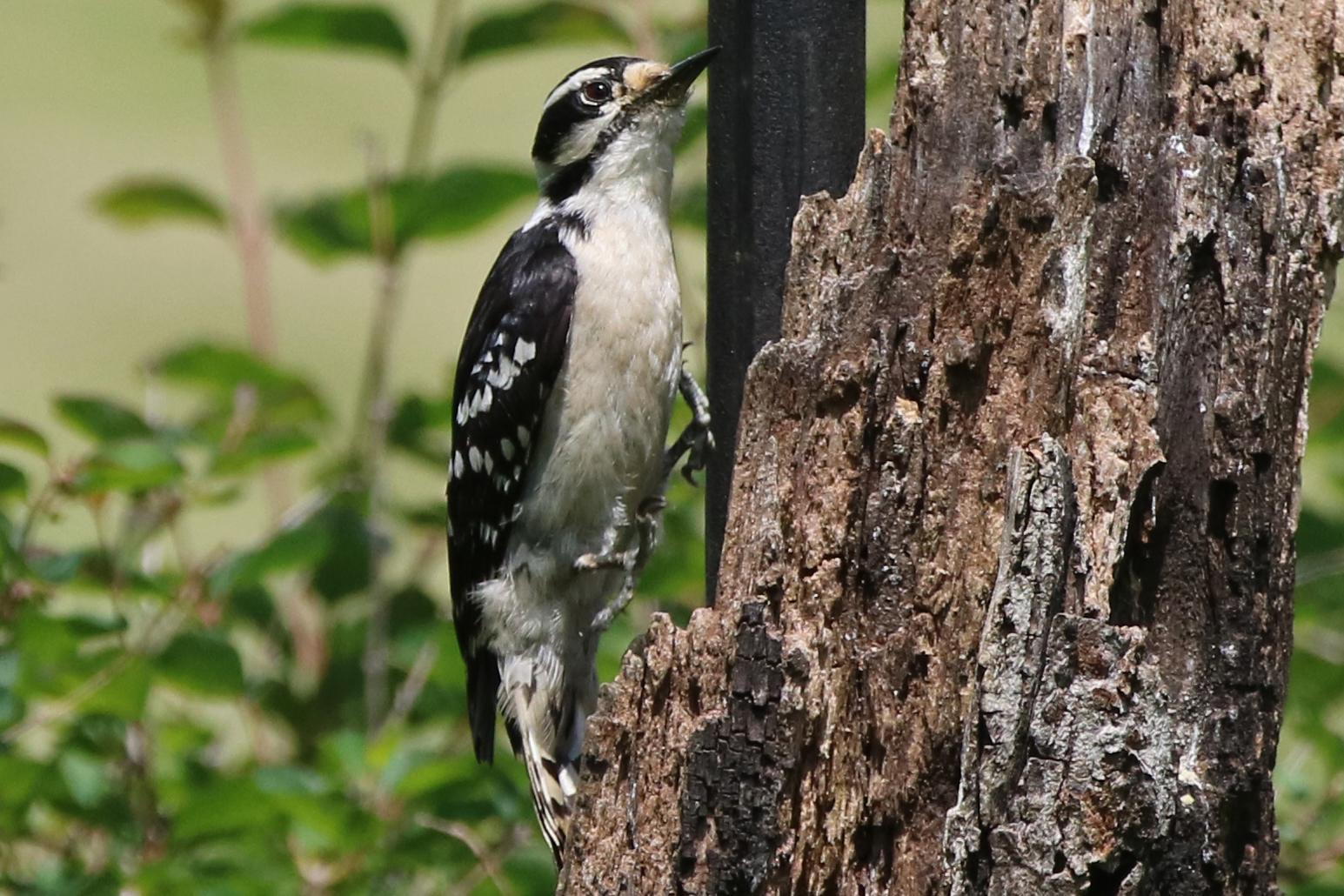 Downy Woodpecker Photo by Kristy Baker