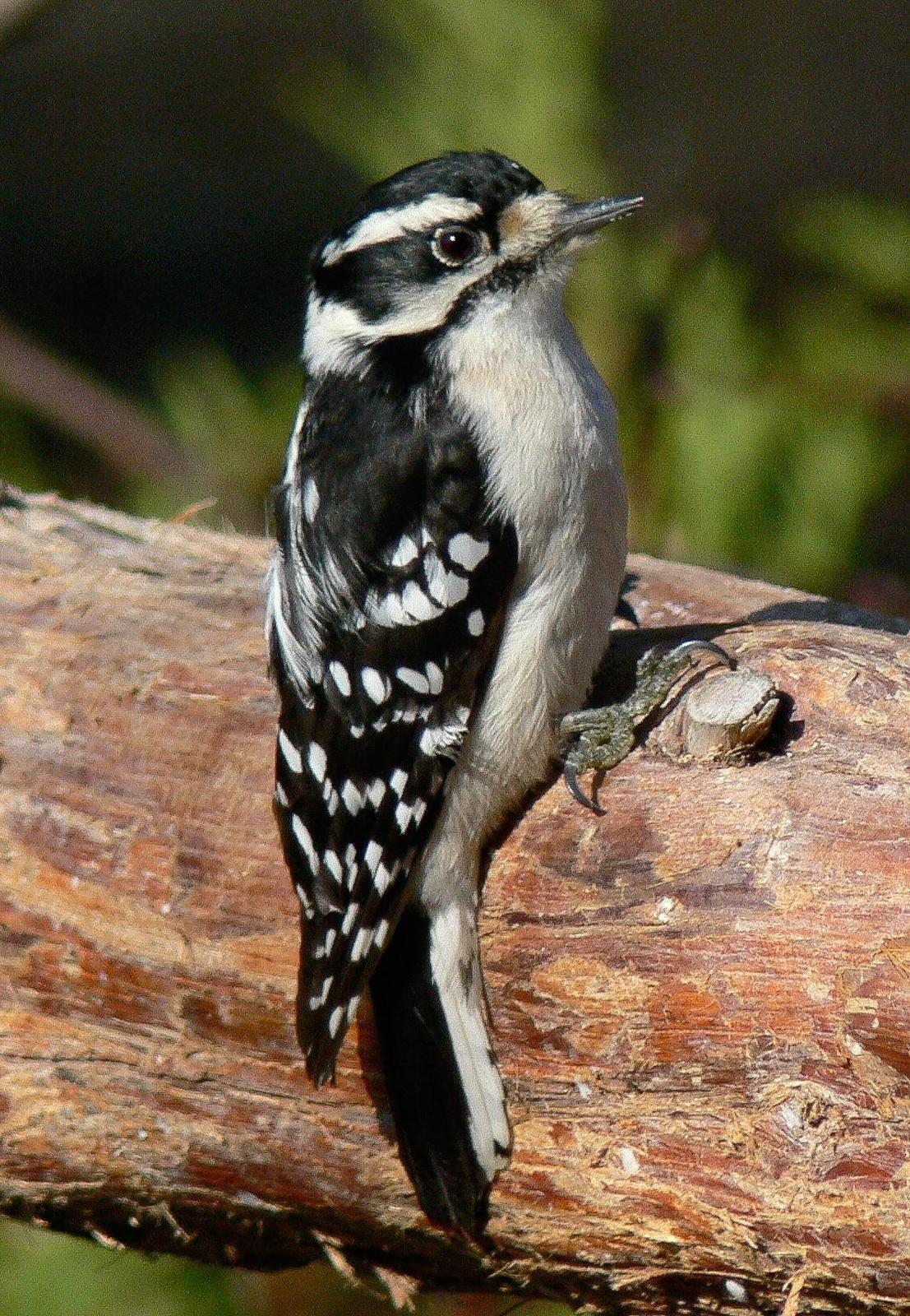 Downy Woodpecker Photo by Tom Ford-Hutchinson