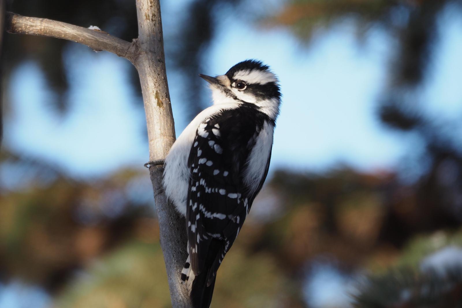 Downy Woodpecker Photo by Colin Hill