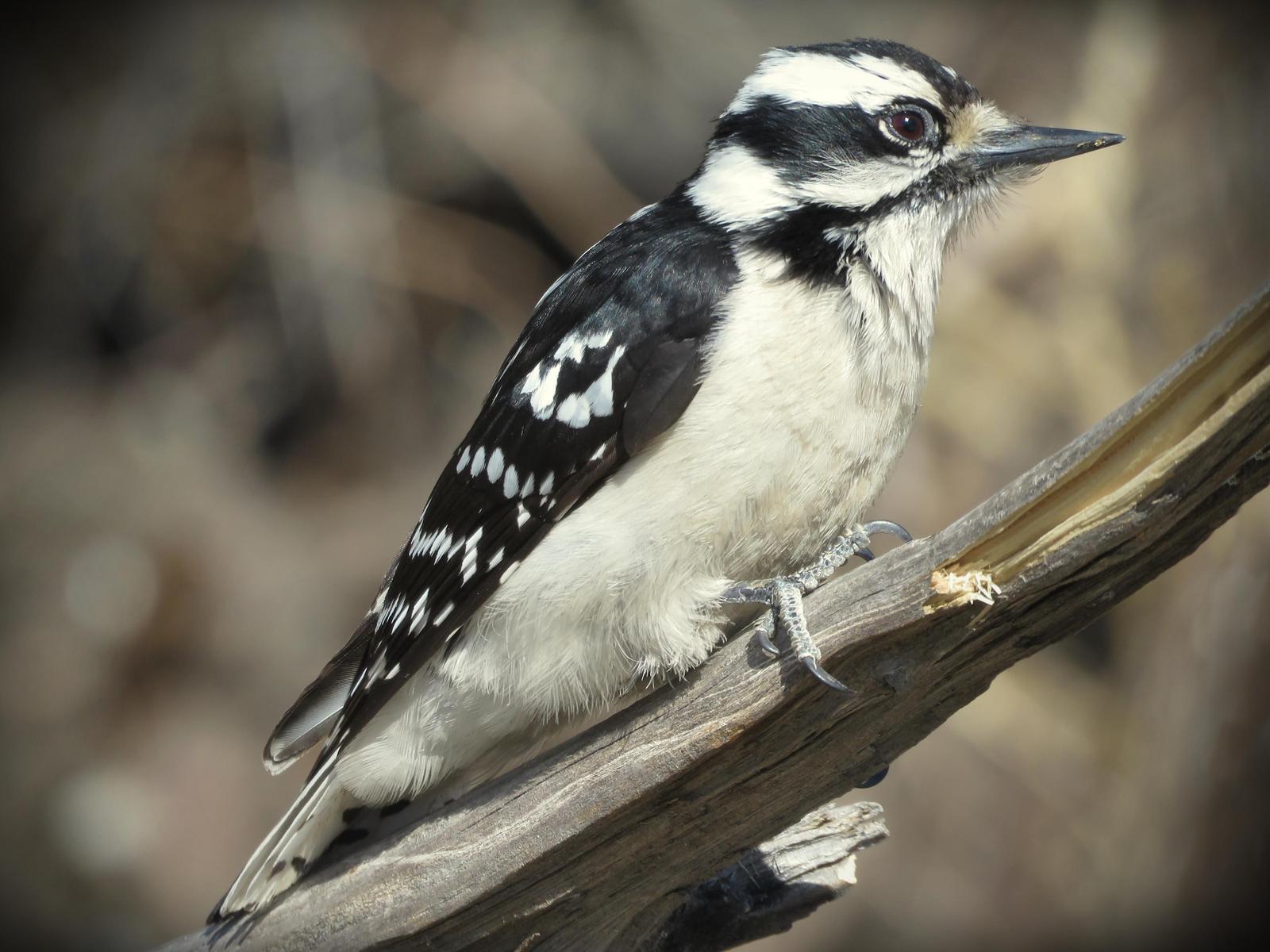 Downy Woodpecker Photo by Bob Neugebauer