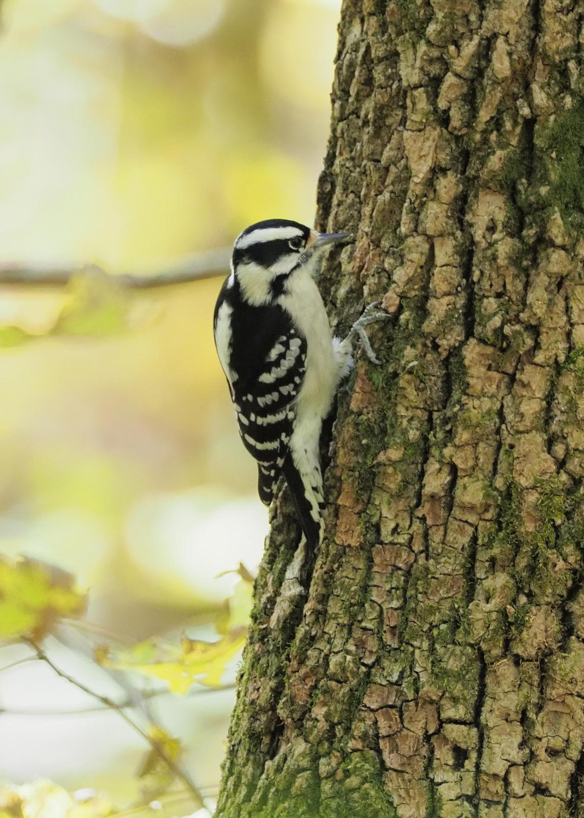 Downy Woodpecker Photo by Jeffery Sole