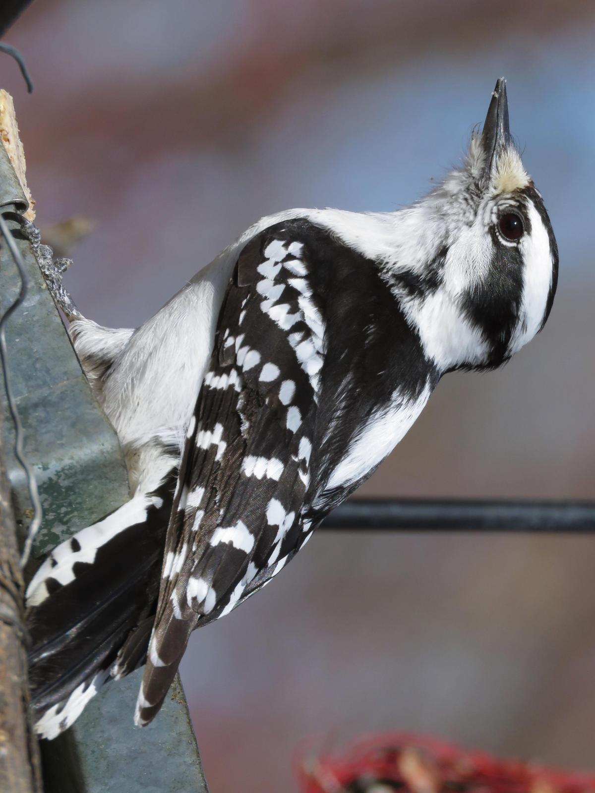 Downy Woodpecker Photo by Bob Neugebauer