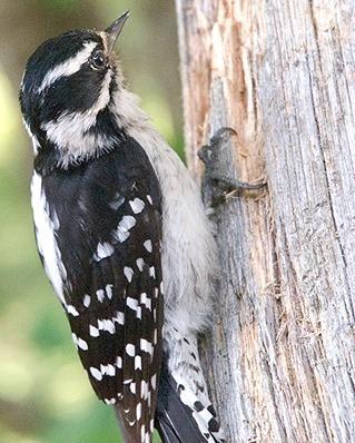 Downy Woodpecker Photo by Pete Myers