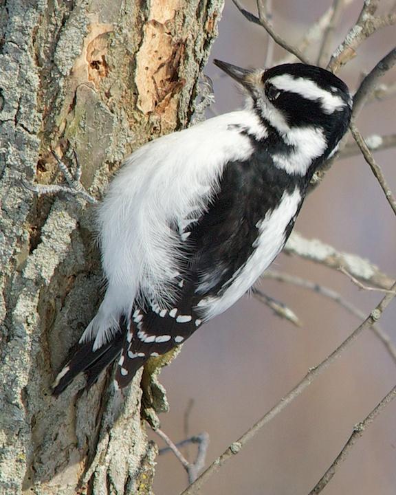 Downy Woodpecker Photo by Denis Rivard