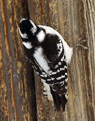 Downy Woodpecker Photo by Dan Tallman