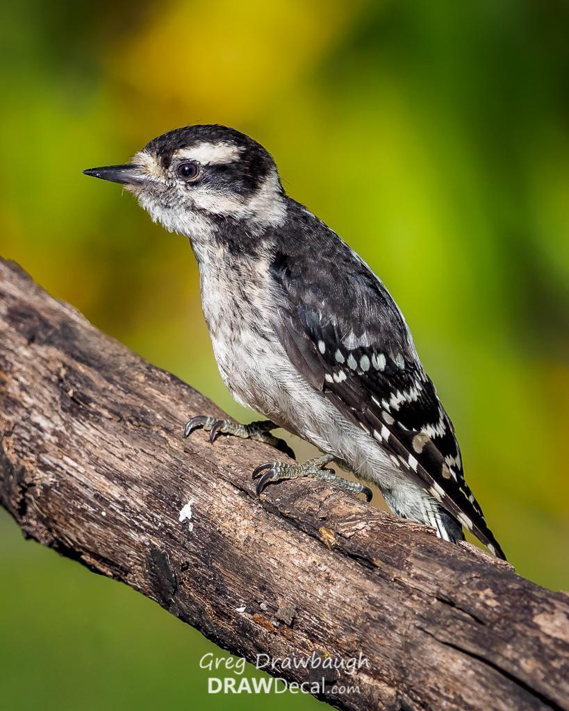 Downy Woodpecker Photo by Greg Drawbaugh