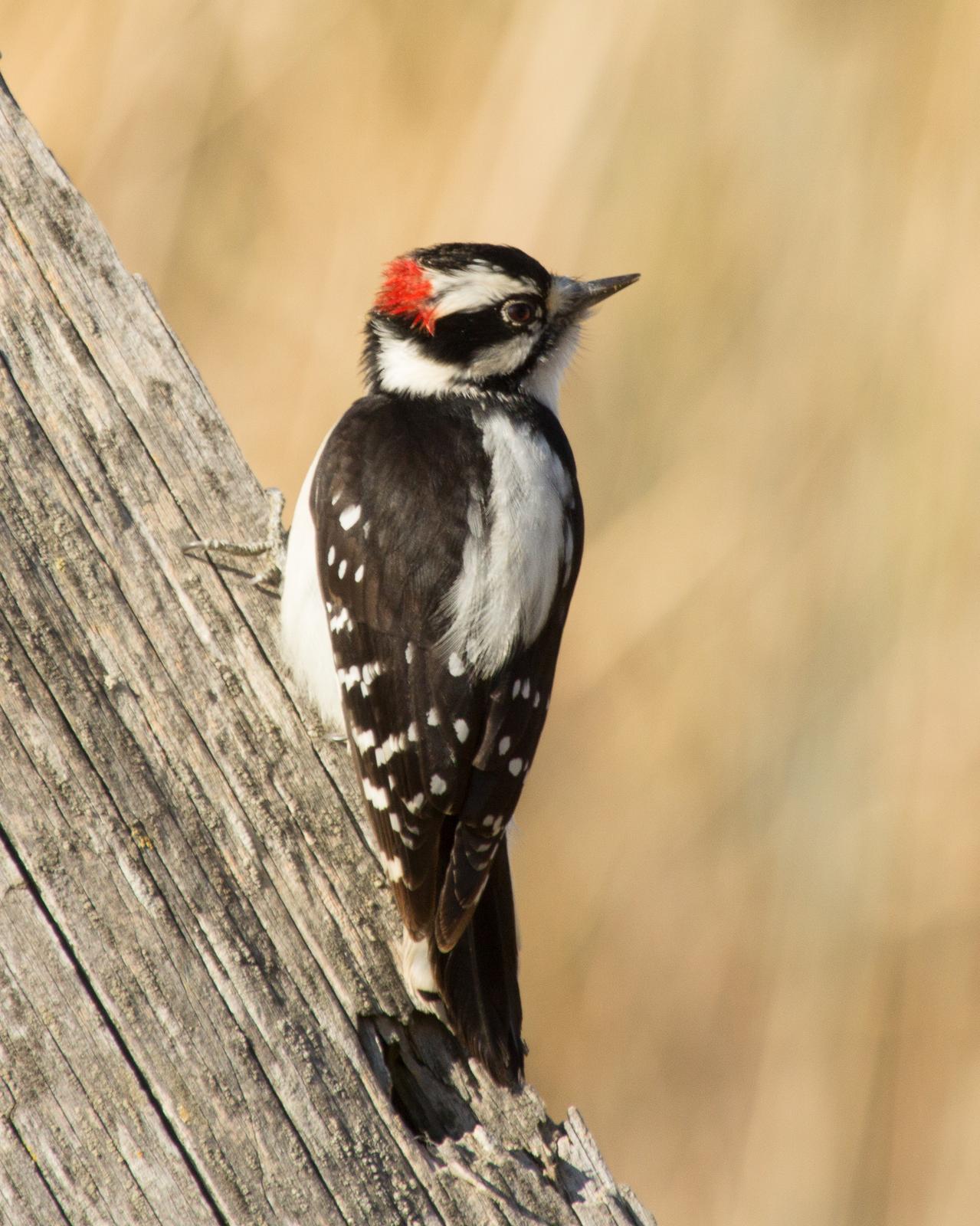 Downy Woodpecker Photo by Anita Strawn de Ojeda