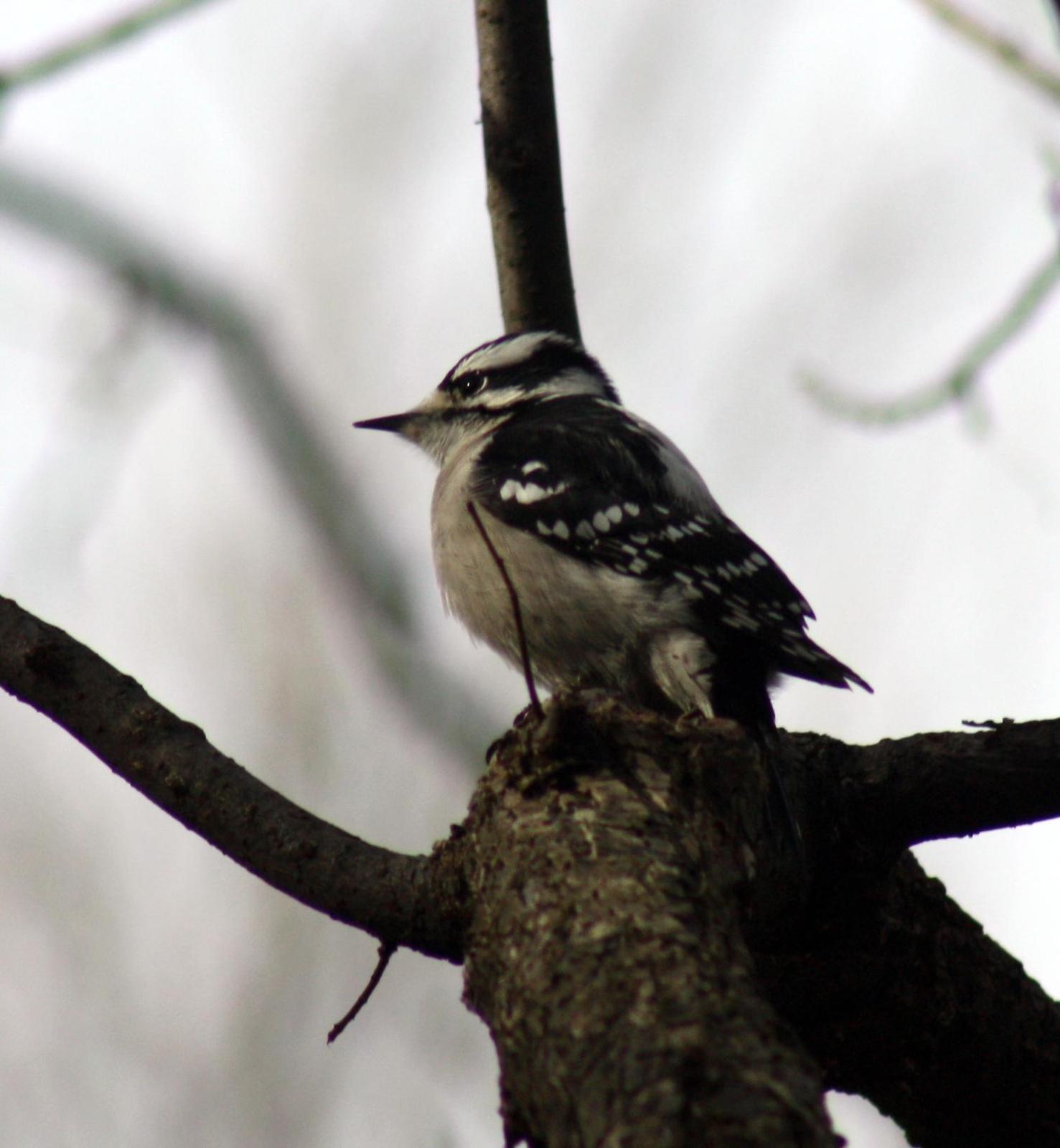 Downy Woodpecker Photo by Ray Watkins