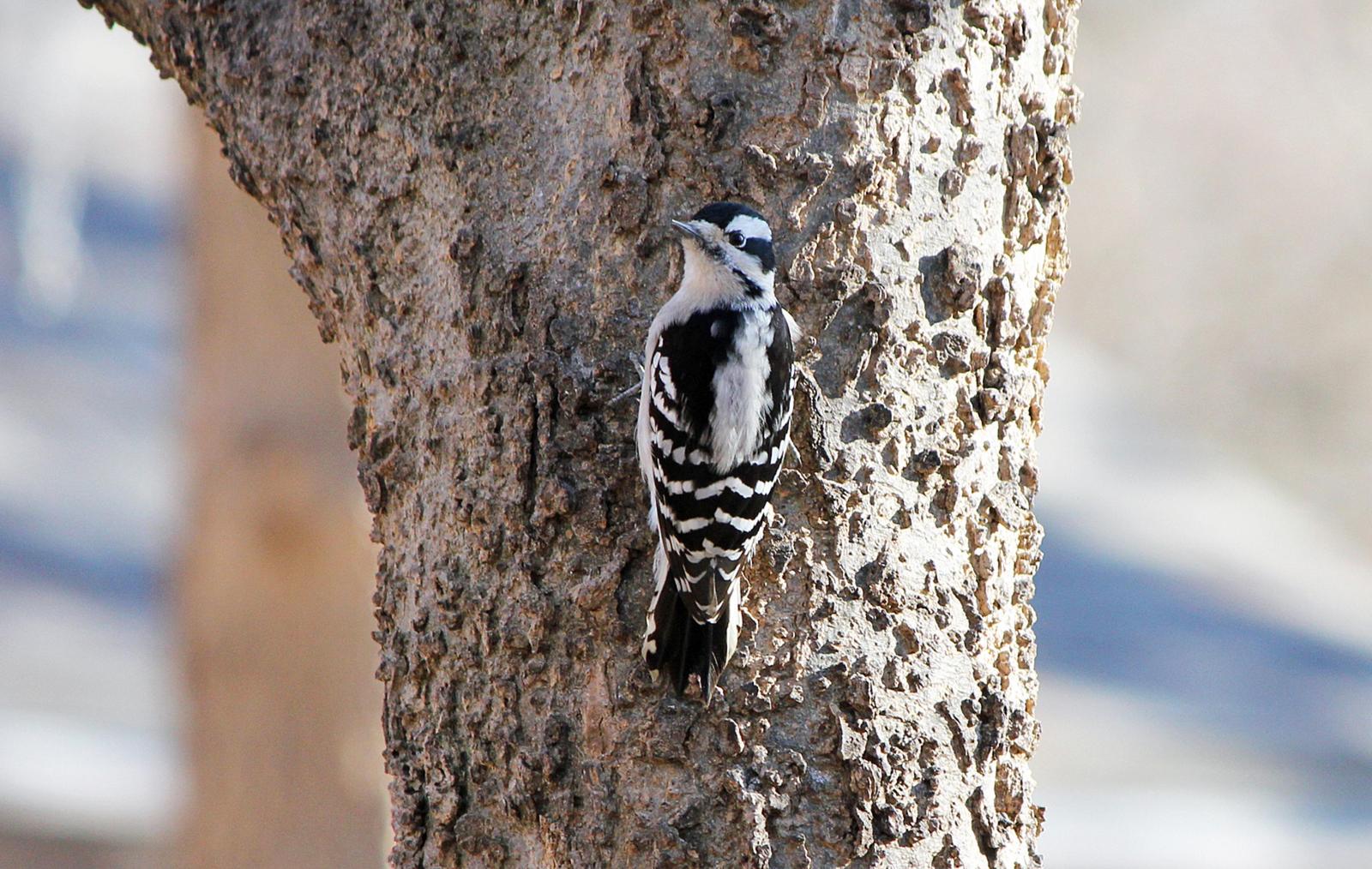 Downy Woodpecker Photo by Tom Gannon