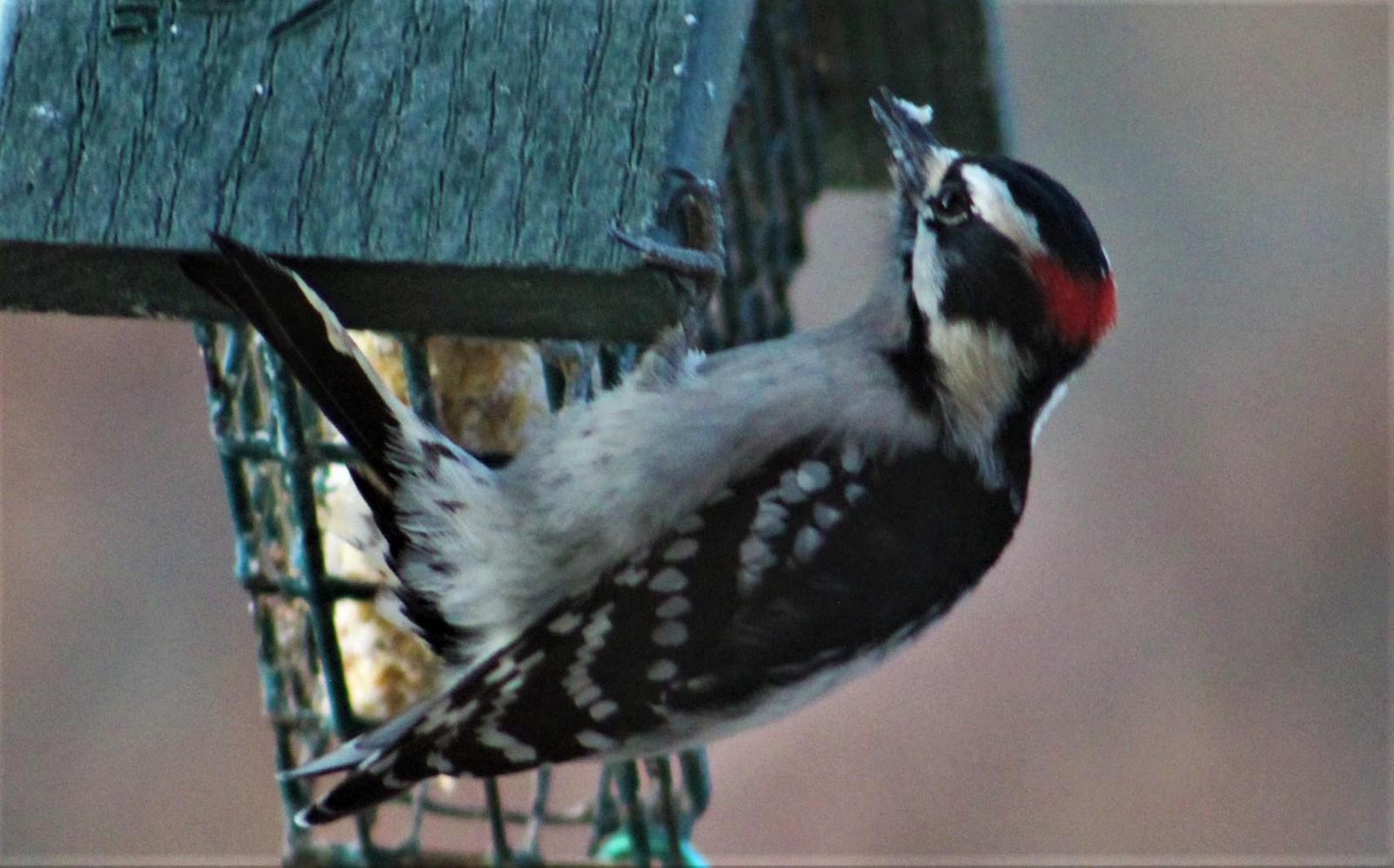 Downy Woodpecker Photo by Tony Heindel