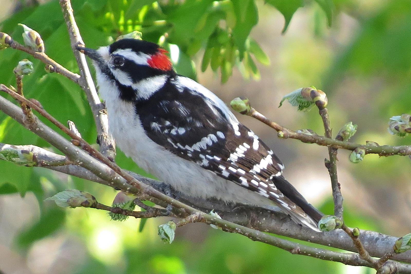 Downy Woodpecker Photo by Enid Bachman
