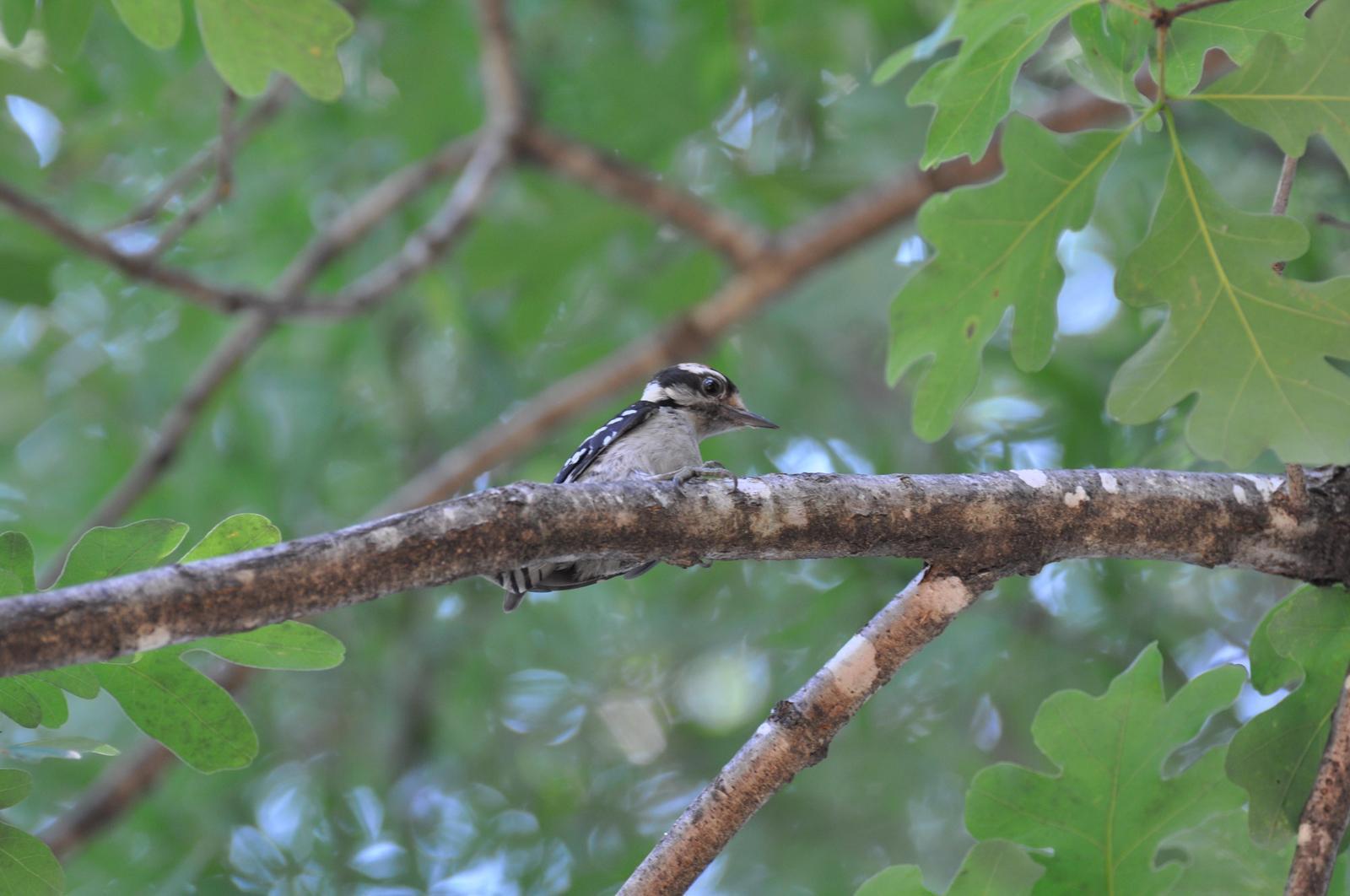 Downy Woodpecker Photo by Ashley Grubstein