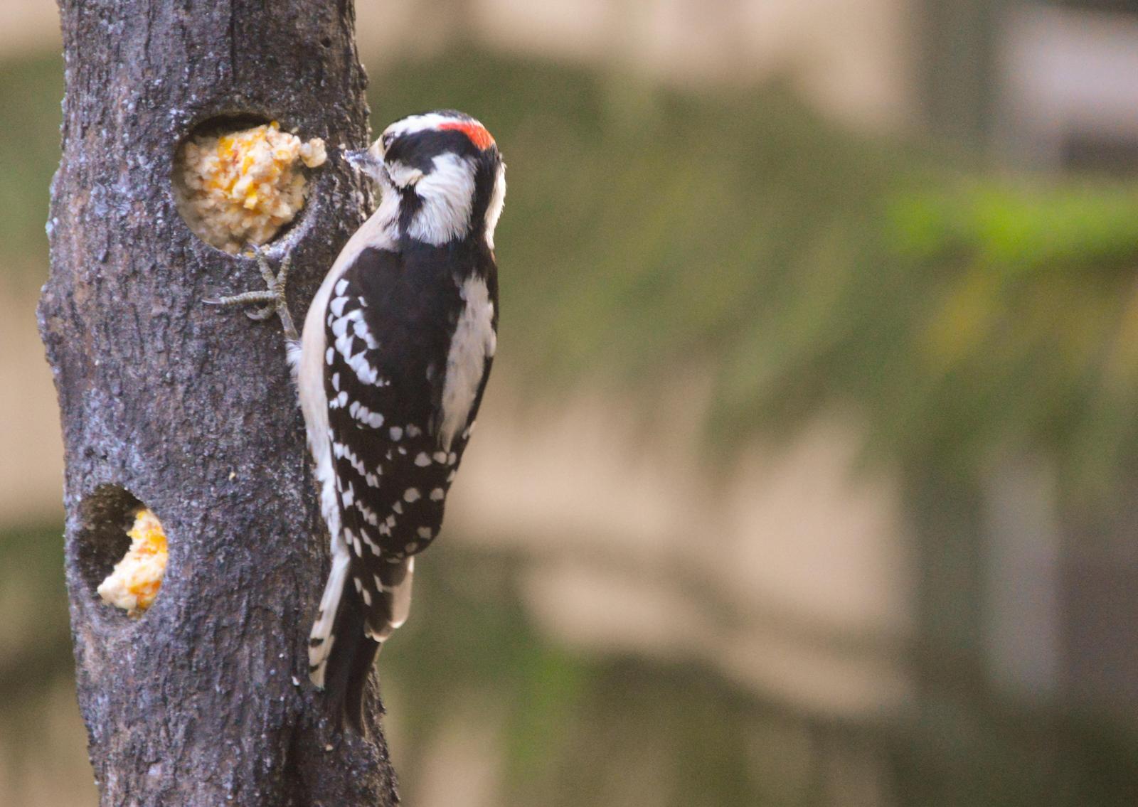 Downy Woodpecker Photo by Mike Ballentine
