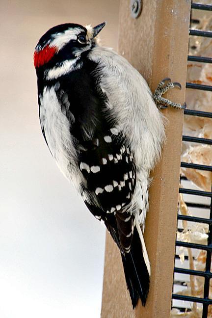 Downy Woodpecker (Eastern) Photo by Dan Tallman
