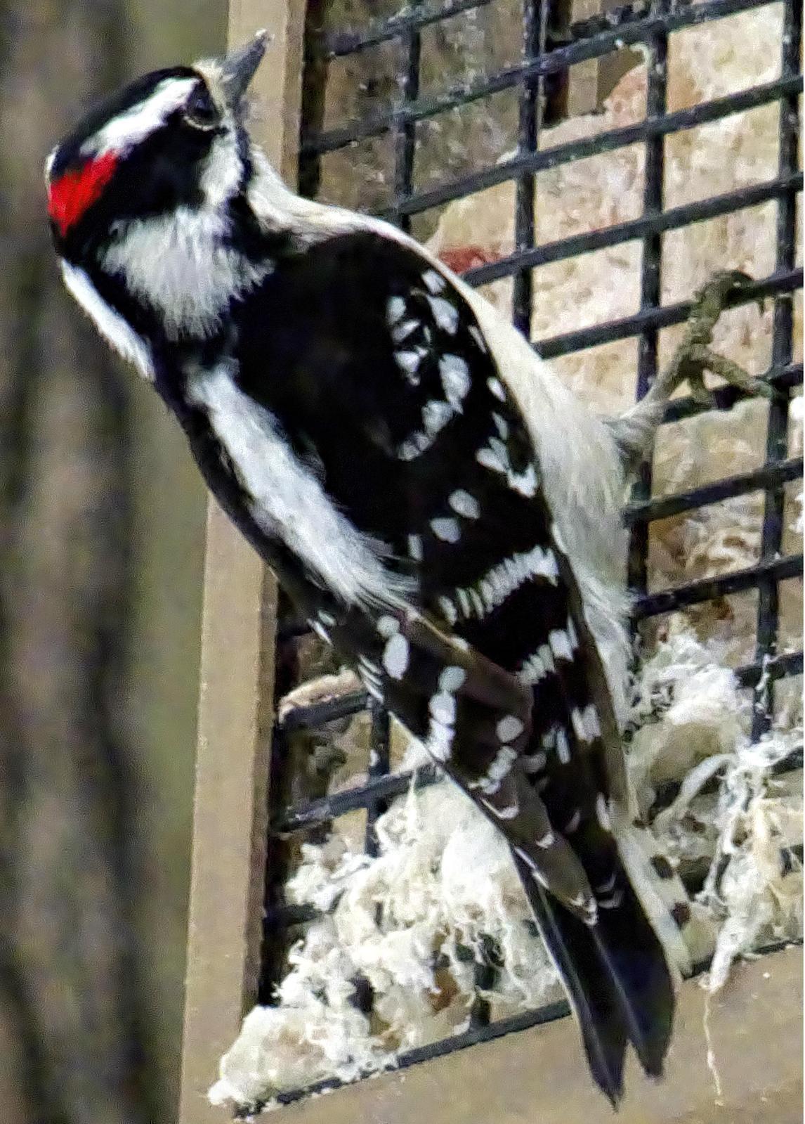 Downy Woodpecker (Eastern) Photo by Dan Tallman