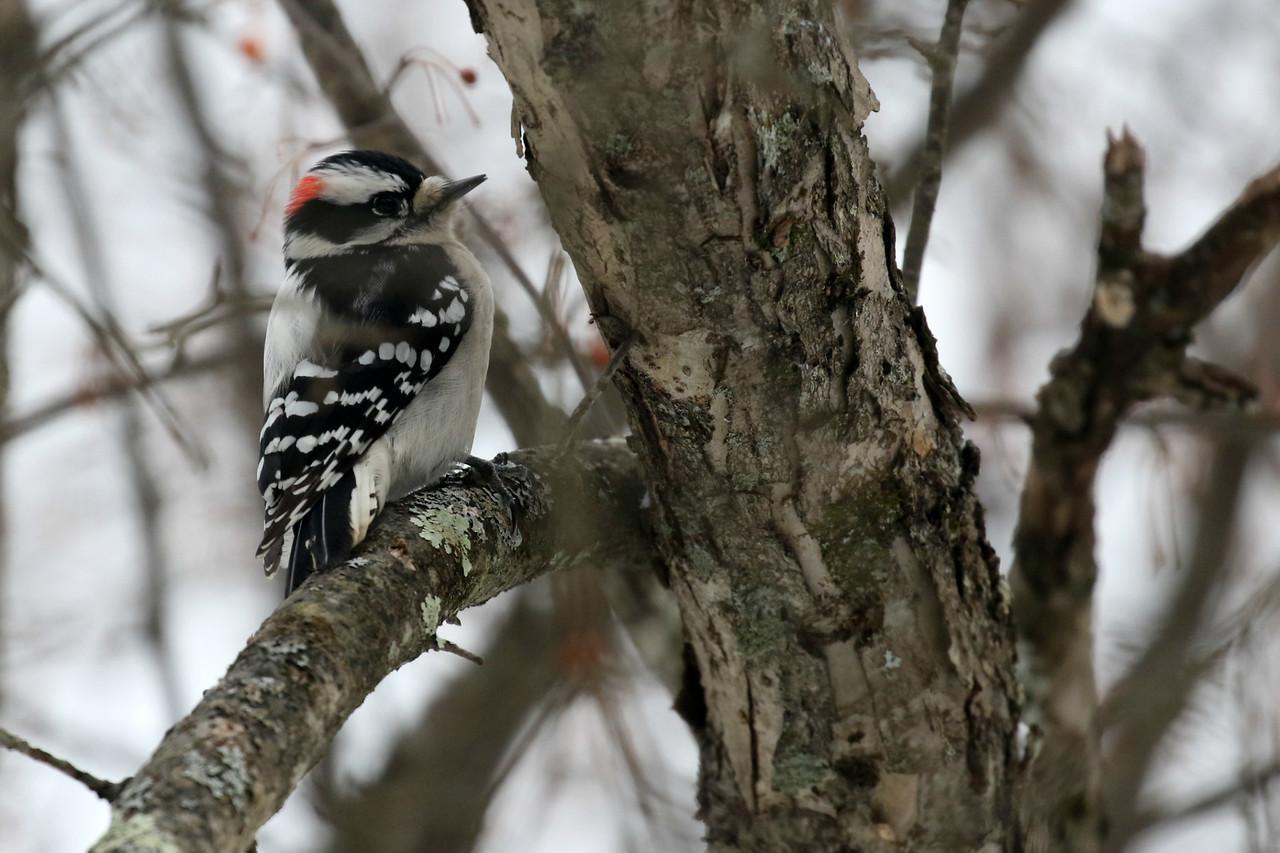Downy Woodpecker (Eastern) Photo by Ruth Morrissette