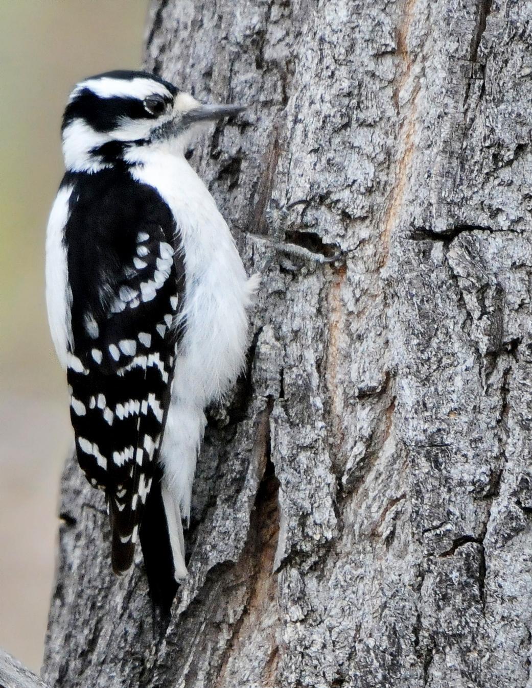 Downy Woodpecker (Eastern) Photo by Steven Mlodinow