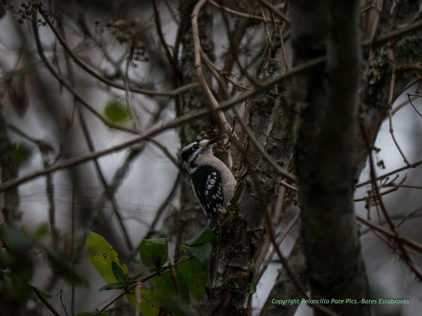 Downy Woodpecker (Eastern) Photo by Bates Estabrooks