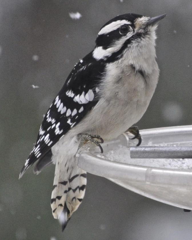 Downy Woodpecker (Eastern) Photo by Hana Barker