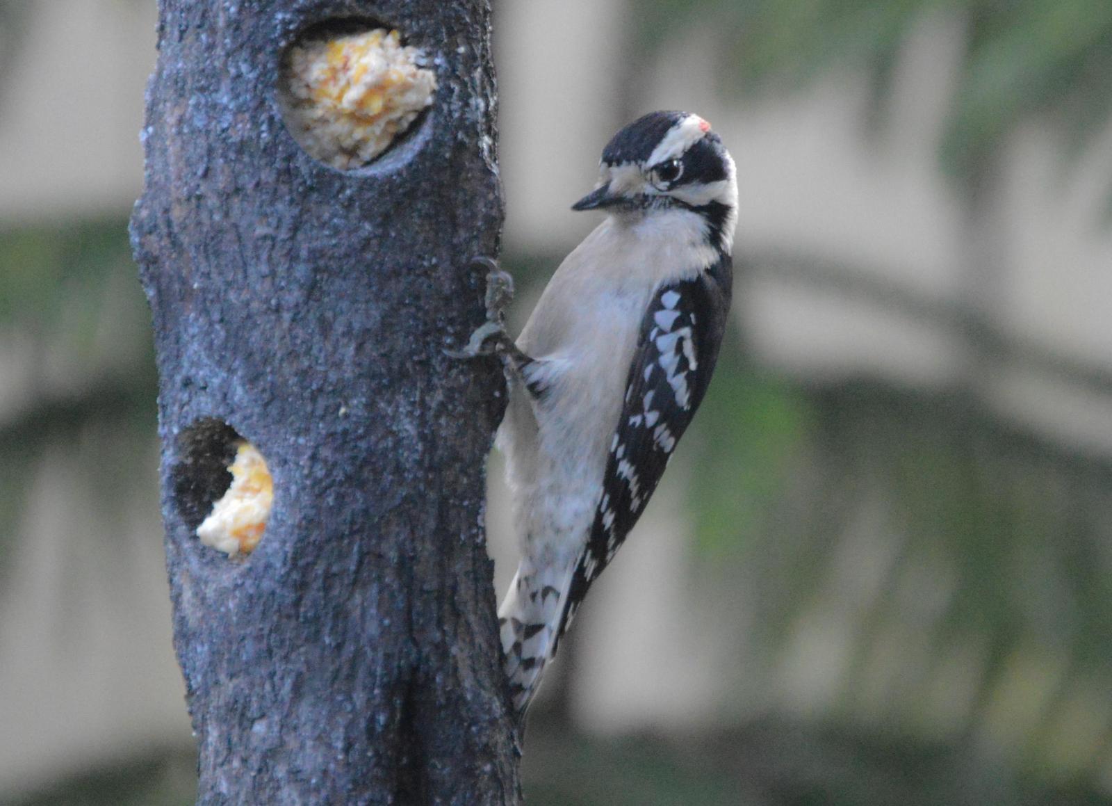Downy Woodpecker (Eastern) Photo by Mike Ballentine