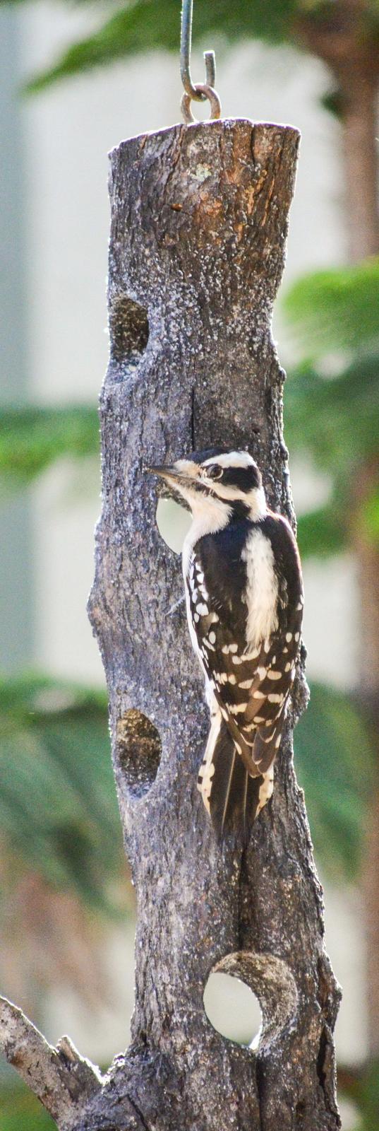 Downy Woodpecker (Eastern) Photo by Mike Ballentine