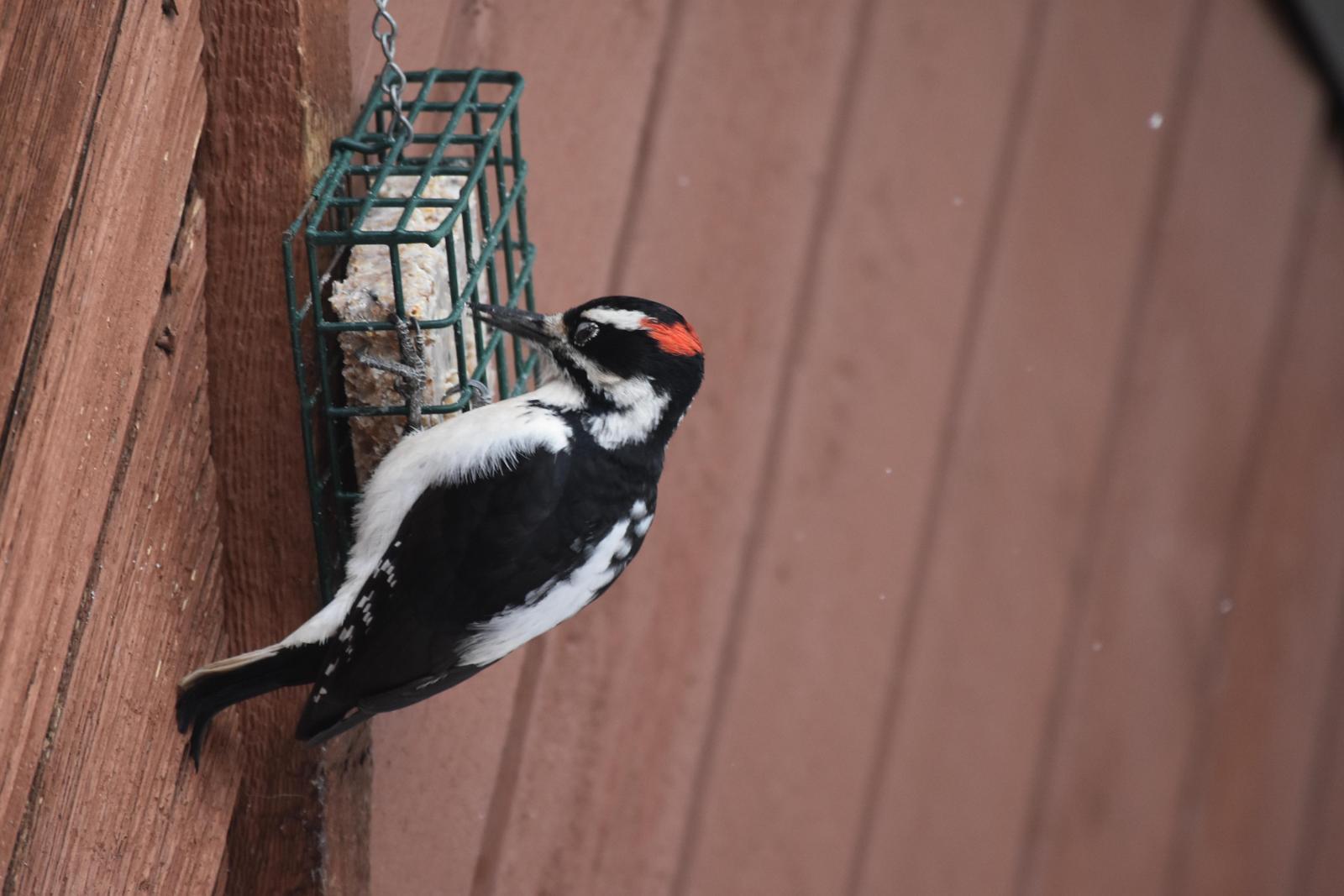 Downy Woodpecker (Rocky Mts.) Photo by Evelyn [aret