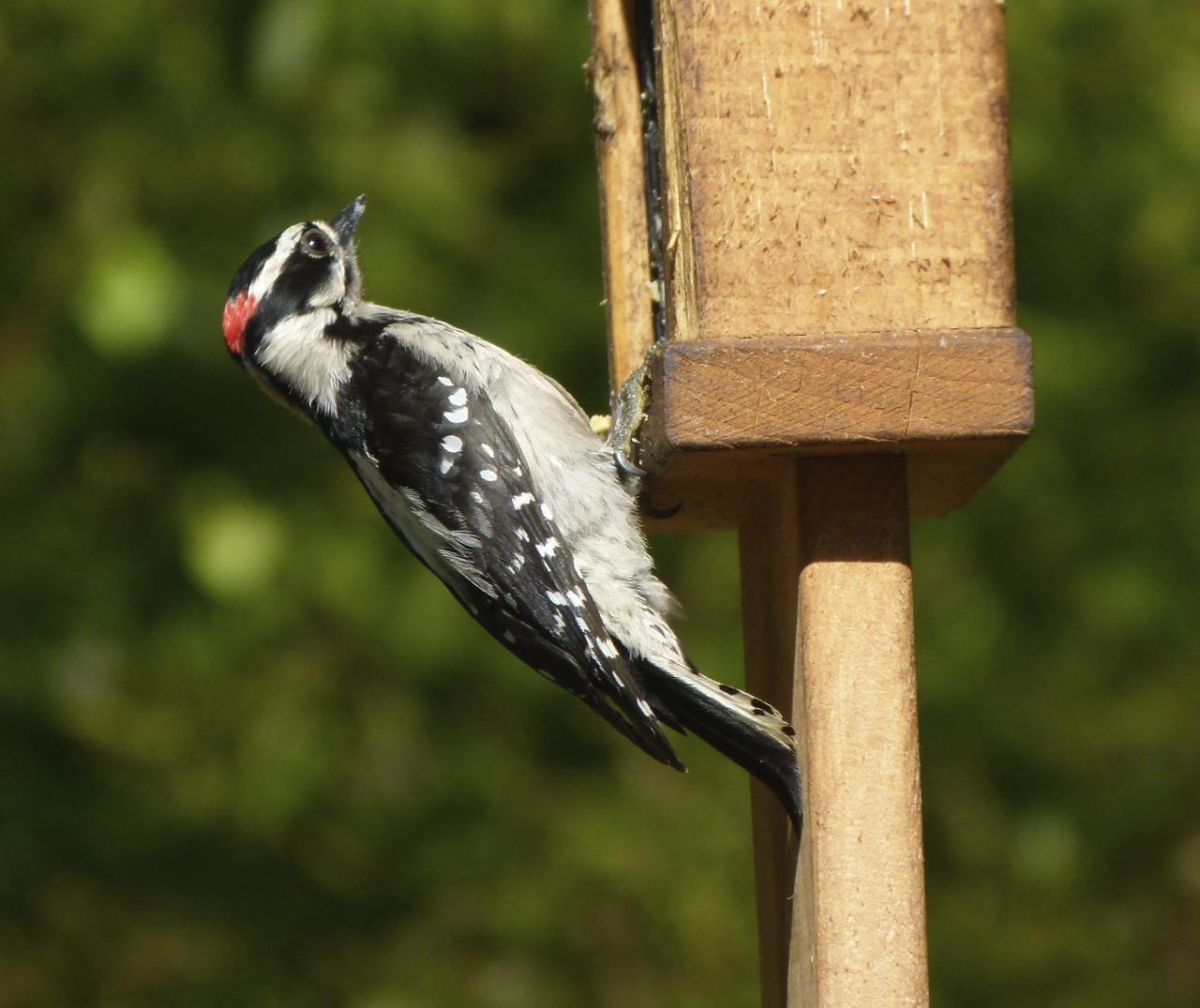 Downy Woodpecker (Pacific) Photo by Brian Avent