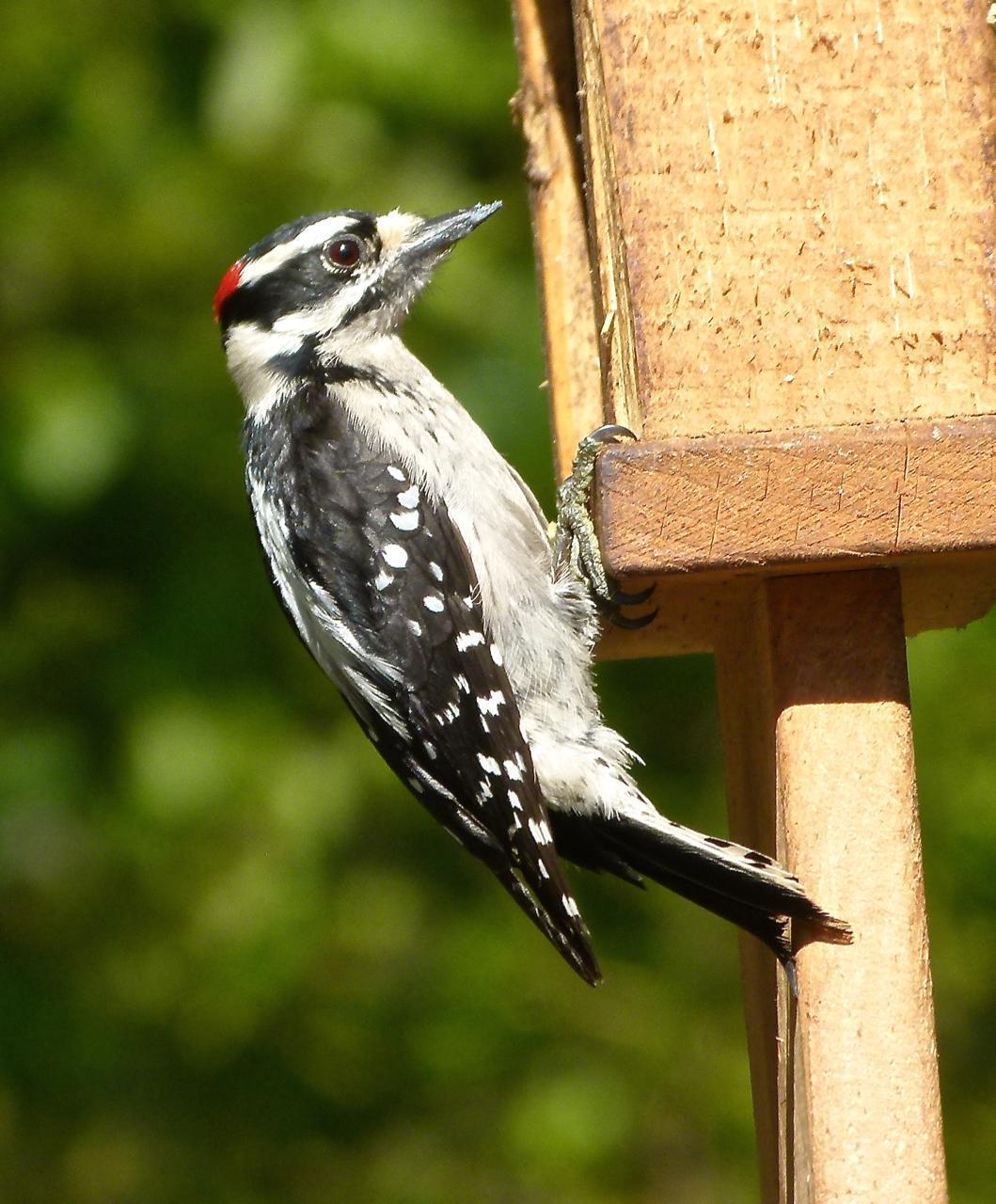 Downy Woodpecker (Pacific) Photo by Brian Avent