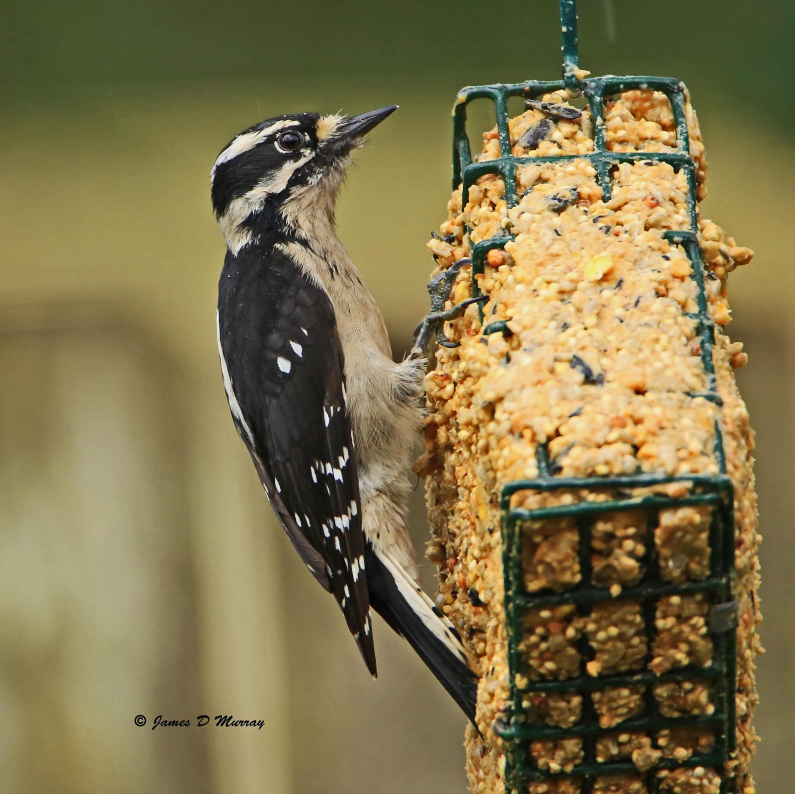 Downy Woodpecker (Pacific) Photo by Jim  Murray