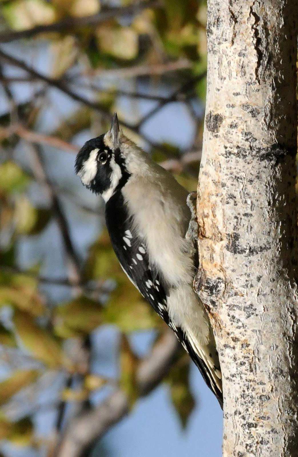 Downy Woodpecker (Pacific) Photo by Steven Mlodinow