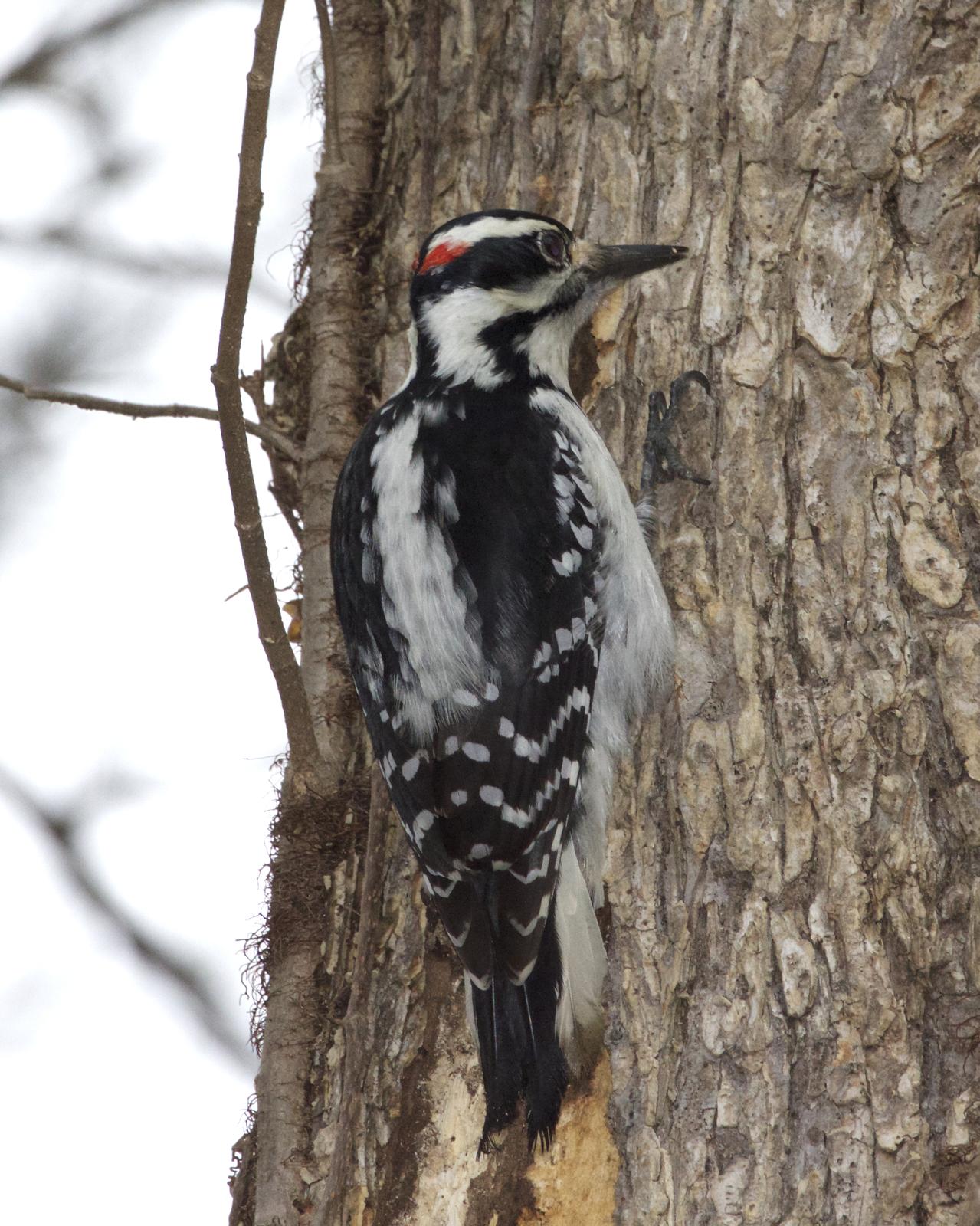 Hairy Woodpecker Photo by Joshua Jones