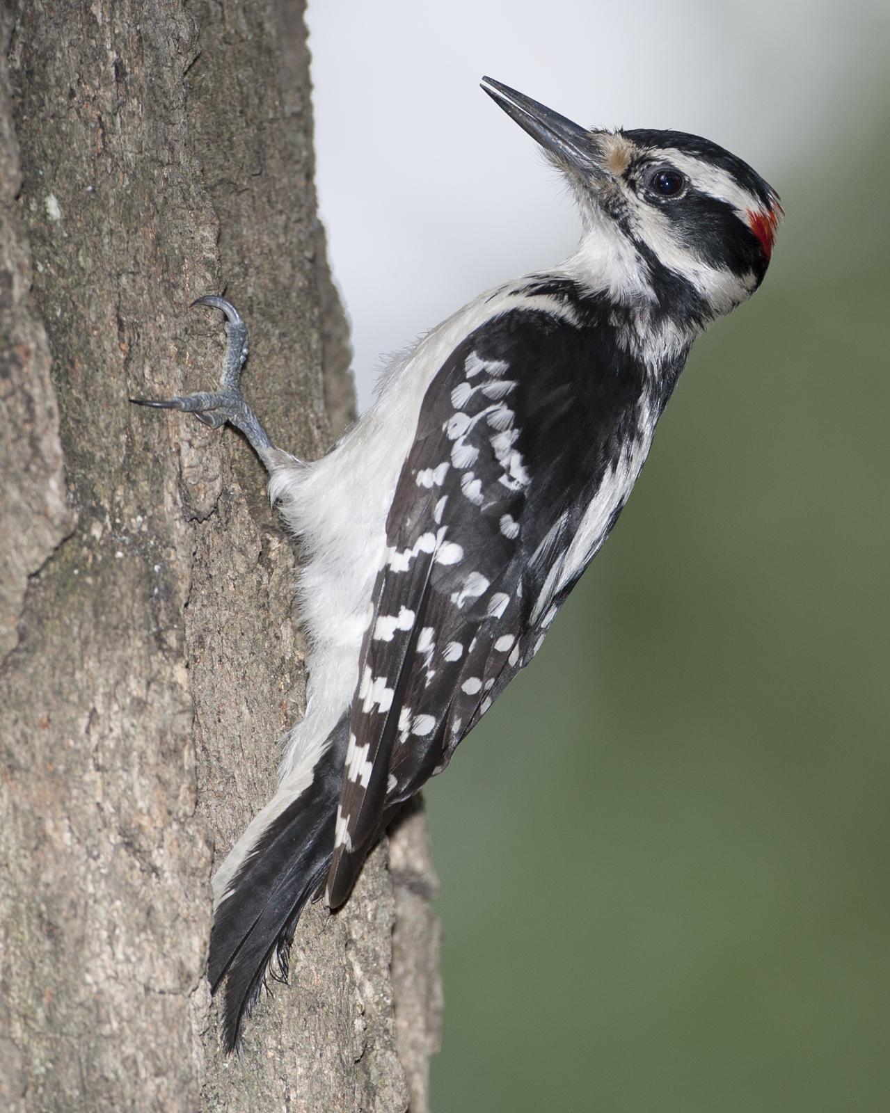 Hairy Woodpecker Photo by Jeff Moore